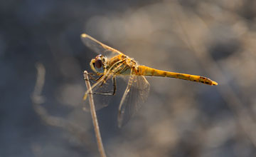 Frühe Heidelibelle [Sympetrum fonscolombii]