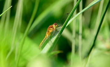 Cherry-faced meadowhawk [Sympetrum internum]