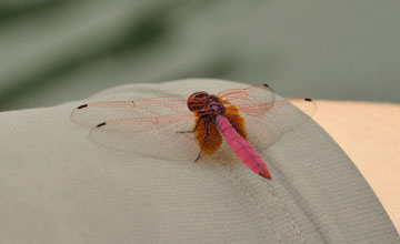 Crimson marsh glider [Trithemis aurora]