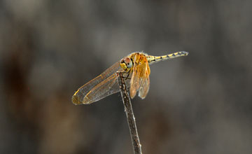 Blaue Sonnenlibelle [Urothemis edwardsii]