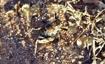 Armoured ground cricket [Acanthoplus discoidalis]