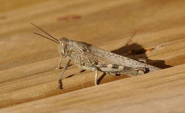 Ägyptische Wanderheuschrecke [Anacridium aegyptium]