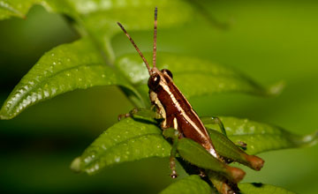 Leptomerinthoprora brevipennis [Leptomerinthoprora brevipennis]