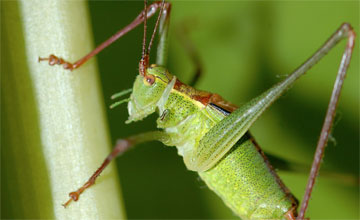 Punktierte Zartschrecke [Leptophyes punctatissima]