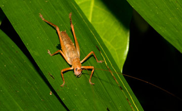 Melanonotus powellorum [Melanonotus powellorum]