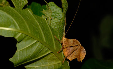 Mimetica siccifolia [Mimetica siccifolia]