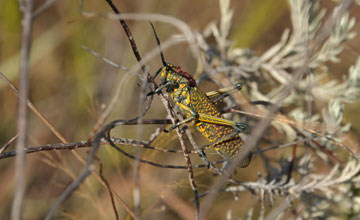 Phymateus saxosus [Phymateus saxosus]