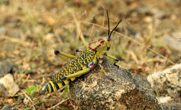 Green milkweed locust [Phymateus viridipes]