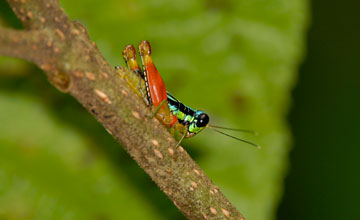 Taeniophora femorata [Taeniophora femorata]