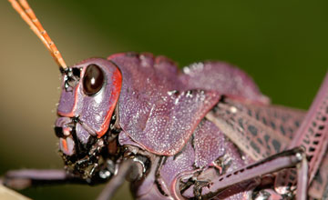 Taeniopoda reticulata [Taeniopoda reticulata]