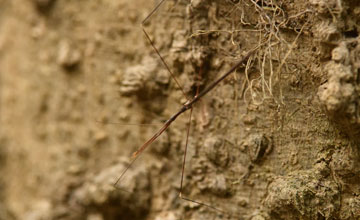 Common walkingstick [Diapheromera femorata]