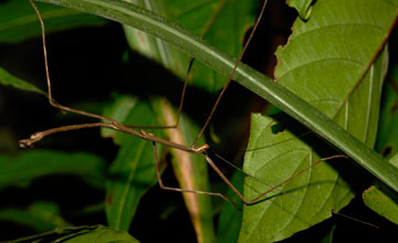 Gespenstschrecke [Phasmatodea sp]