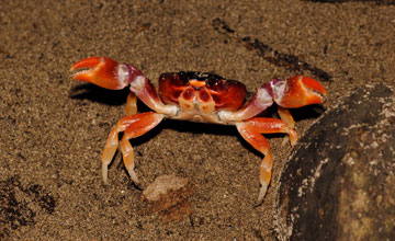 Gecarcinus lateralis [Gecarcinus lateralis]