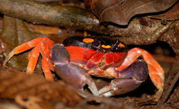 Gecarcinus quadratus [Gecarcinus quadratus]