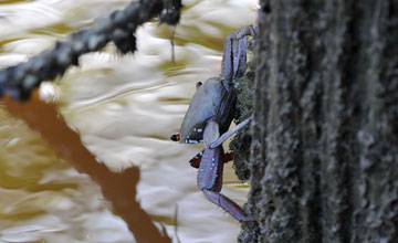 Goniopsis cruentata [Goniopsis cruentata]