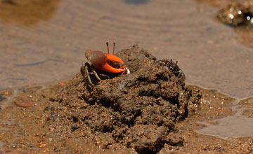 Compressed fiddler crab [Uca coarctata]