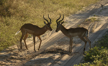 Impala [Aepyceros melampus]