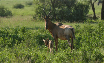 Red hartebeest [Alcelaphus caama]