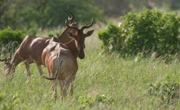 Kongoni [Alcelaphus cokii]