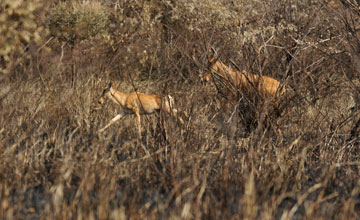 Lelwel hartebeest [Alcelaphus lelwel]