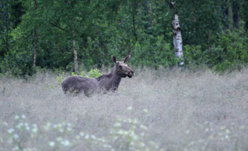 Europäischer Elch [Alces alces alces]