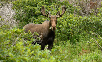 Eastern moose [Alces alces americana]