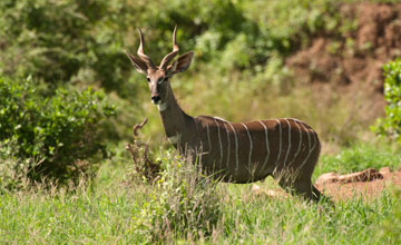 Südlicher Kleinkudu [Ammelaphus australis]