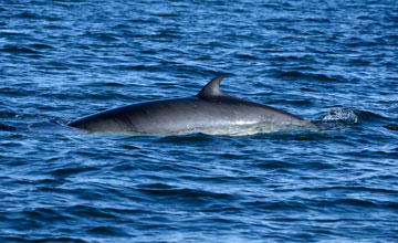 Common minke whale [Balaenoptera acutorostrata]