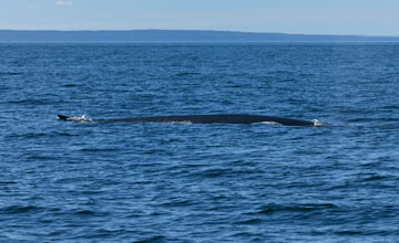 Finnwal [Balaenoptera physalus physalus]