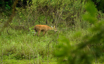 Sumpfhirsch [Blastocerus dichotomus]