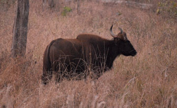 Gaur [Bos gaurus gaurus]