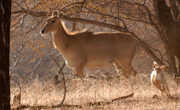 Nilgauantilope [Boselaphus tragocamelus]