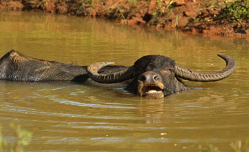 Water buffalo [Bubalus arnee]