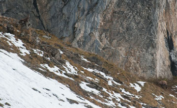 Alpensteinbock [Capra ibex]