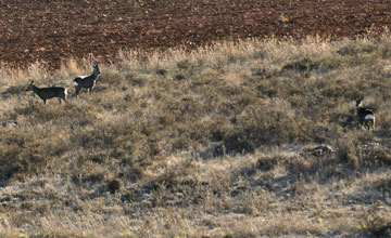 Roe deer [Capreolus capreolus canus]