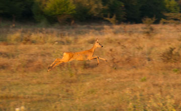 European roe deer [Capreolus capreolus capreolus]