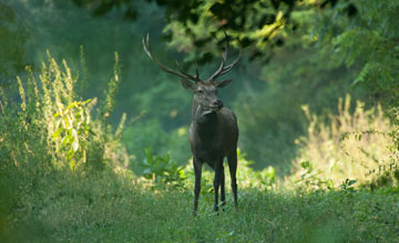 Europäischer Rothirsch [Cervus elaphus elaphus]