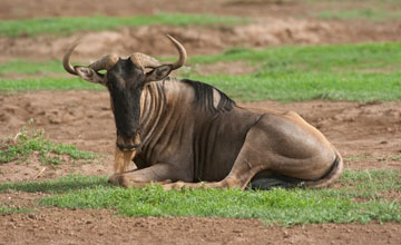 Eastern white-bearded wildebeest [Connochaetes albojubatus]