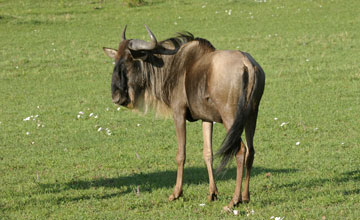 Serengeti white-bearded wildebeest [Connochaetes mearnsi]