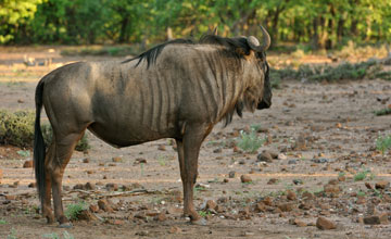 Blue wildebeest [Connochaetes taurinus]