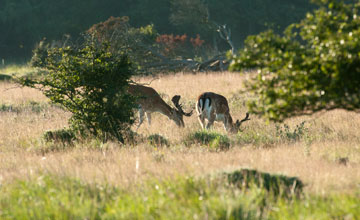 Fallow deer [Dama dama dama]