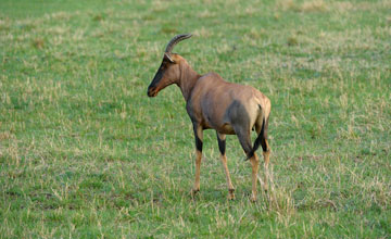 Serengeti topi [Damaliscus jimela]