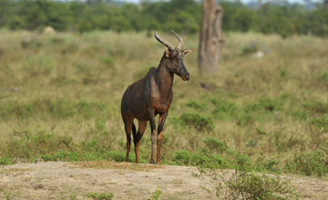 Western tsessebe [Damaliscus lunatus]