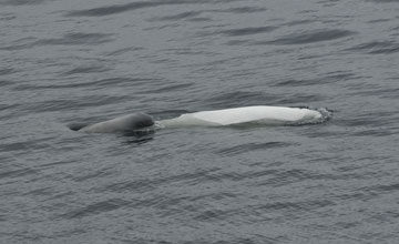 Beluga [Delphinapterus leucas]