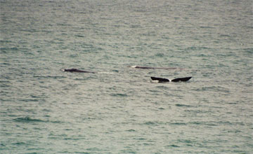 Southern right whale [Eubalaena australis]