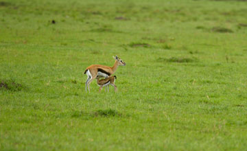 Westliche Thomson-Gazelle [Eudorcas nasalis]