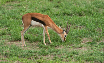 Östliche Thomson-Gazelle [Eudorcas thomsonii]