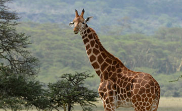Nubische Giraffe [Giraffa camelopardalis camelopardalis]