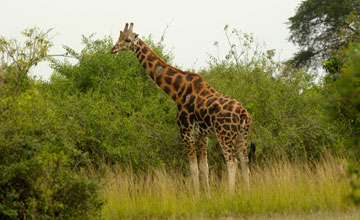 Uganda-Giraffe [Giraffa camelopardalis rothschildi]