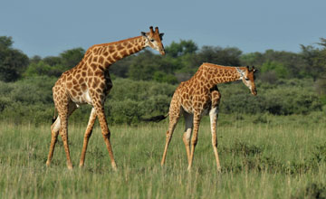 Angola-Giraffe [Giraffa giraffa angolensis]